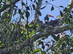 54-Wer-einen-Tucan-sieht-kehrt-wieder-nach-Argentinien-zurueck